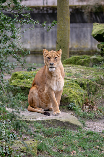 Löwen Portrait Wildlife