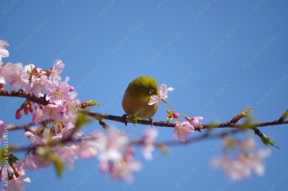 桜の蜜を吸うメジロ　桜とメジロ　桜と小鳥
