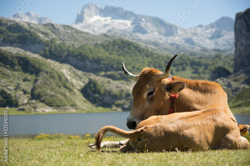 cow resting  on the grass in the mountains in Spain © urdialex