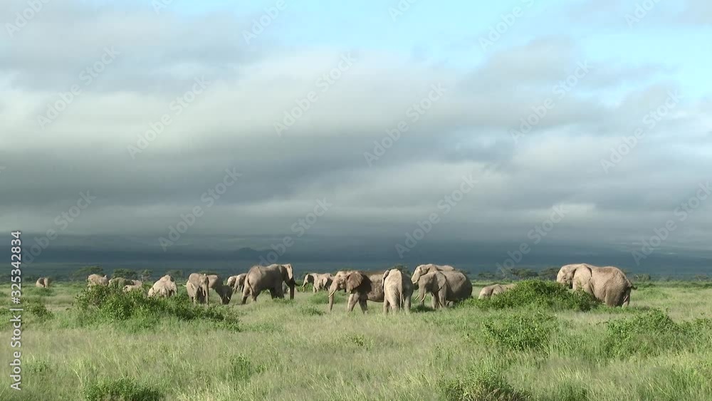 African Elephant (Loxodonta africana) lock shot of a big family foraging in the grasslands, with thunder clouds above, Amboseli N.P., Kenya African Elephant (Loxodonta africana) lock shot of a big family foraging in the grasslands, with thunder clouds above, Amboseli N.P., Kenya