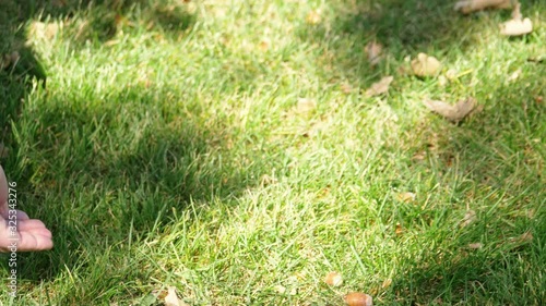 Wallpaper Mural Feeding a squirrel with hazelnut in 4k slow motion 60fps Torontodigital.ca