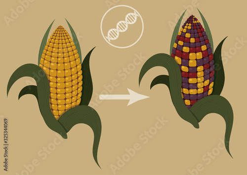 Epigenetics in action. Illustration of how colored corn confirm existence of transposons. There are two corn cob in illustration one is normal yellow one and another has colored kernels