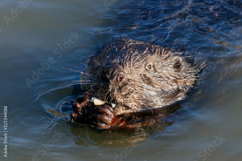 Eurasian beaver castor fiber eating bread in river water. Cute brown animal in wildlife.