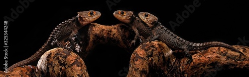 Fotografija red eye crocodile skink on black background