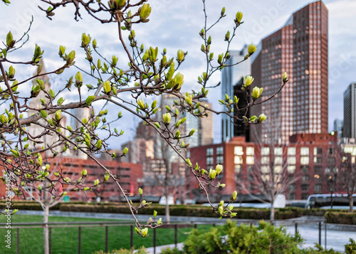 Blooming tree at Financial District in North End Park Boston photo