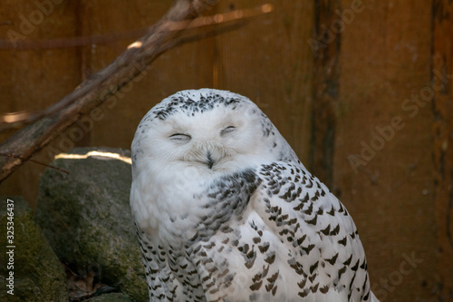 Lovely white owl. Looks like a smile