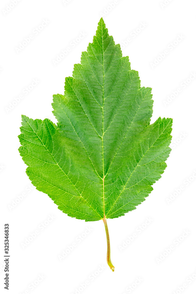 Fototapeta premium Black currant leaf isolated on white background.