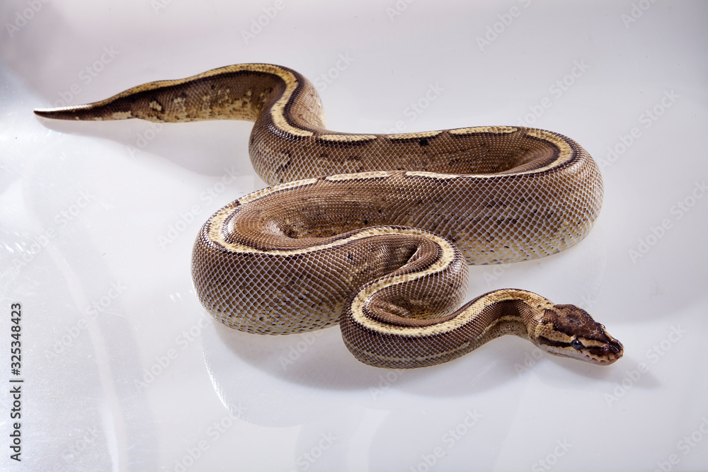 royal python or ball python snake on white background royal python or ball python snake on white background