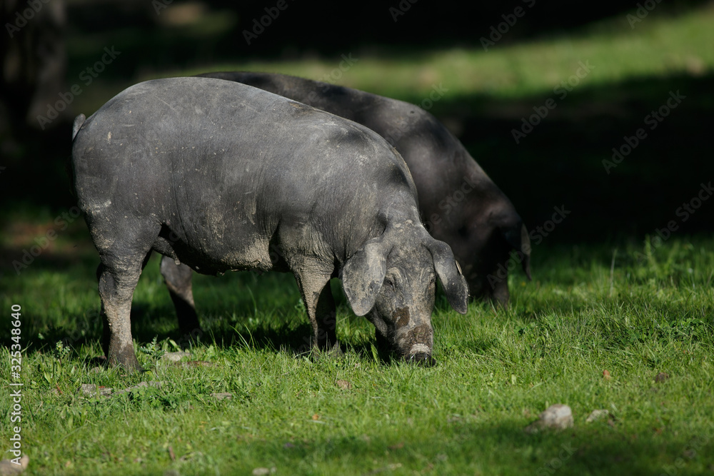 Iberian pigs eating grass in dehesa Iberian pigs eating grass in dehesa