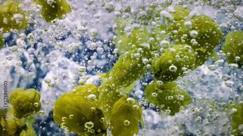 Hop in Water