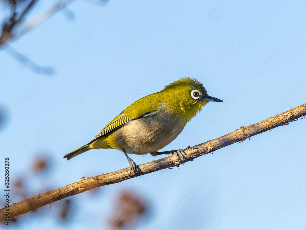 Fototapeta premium Japanese white-eye perched in a tree 6