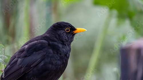 Male Blackbird sitting in green background shot