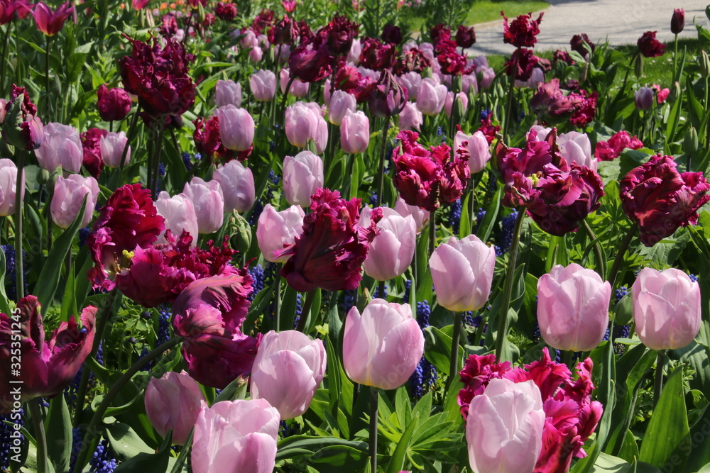 blühende Tulpen