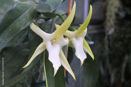 star-like flowers of angraecum sesquipedale or christmas orchid