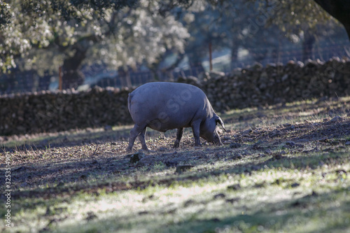 Iberian pigs eating grass in dehesa