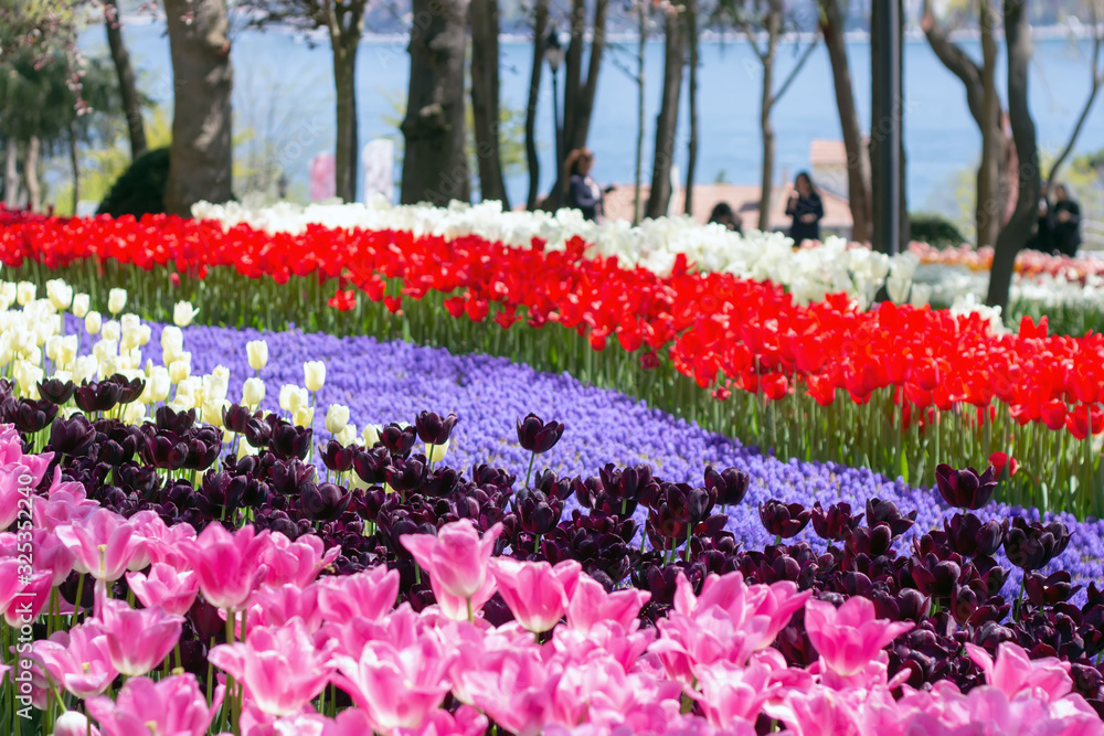Bright colorful tulip flower beds in the tulip festival Emirgan Park, Istanbul, Turkey