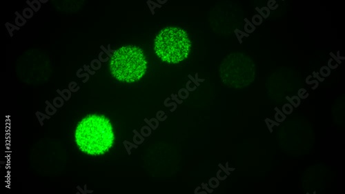 Coronavirus COVID-19  disease COVID-19 outbreak illustration