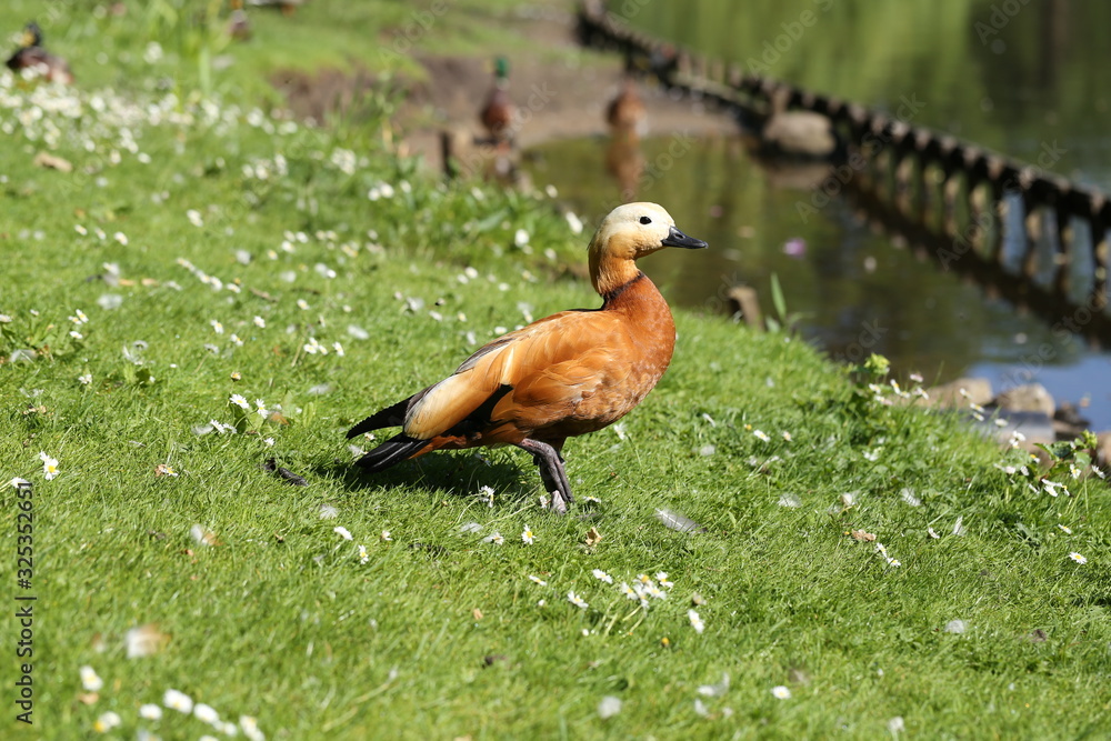 Ruddy Shelduck (Tadorna ferruginea), a quite rare species in Germany Ruddy Shelduck (Tadorna ferruginea), a quite rare species in Germany