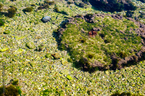 algae and other plants on rocks at the bottom of the lake