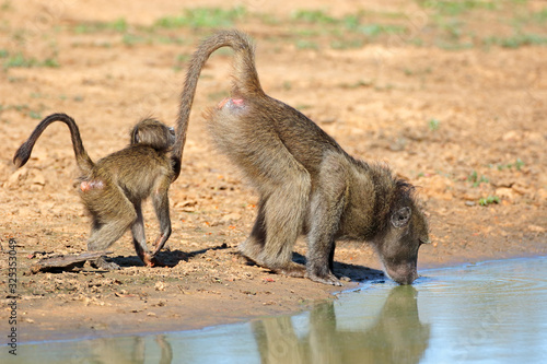 A chacma baboon (Papio ursinus) with young drinking water, Mkuze game reserve, South Africa.