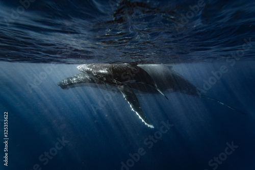 baby whale sleep with mama whale © Stepan