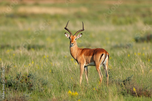 Male impala antelope (Aepyceros melampus) in natural habitat, South Africa.