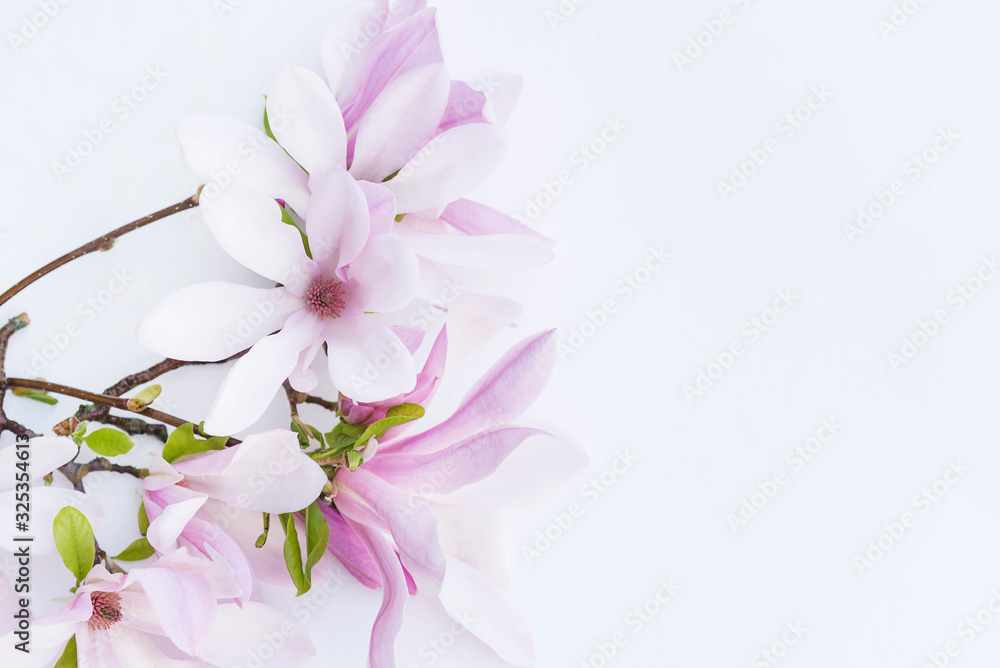 Beautiful twig with pink magnolia flowers isolated on white background. Space for text Beautiful twig with pink magnolia flowers isolated on white background. Space for text