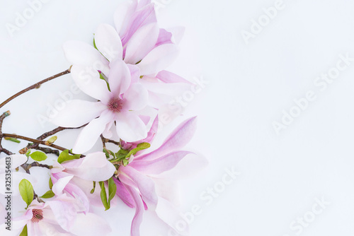 Beautiful twig with pink magnolia flowers isolated on white background. Space for text