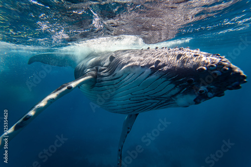 baby humpback whale swims very close