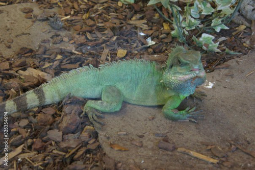 a  green iguana on the floor