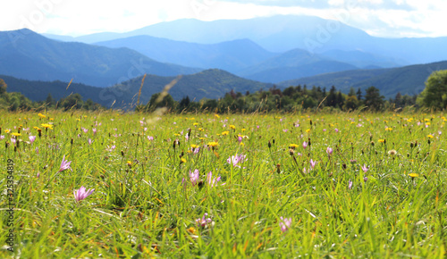 a field full of flowers