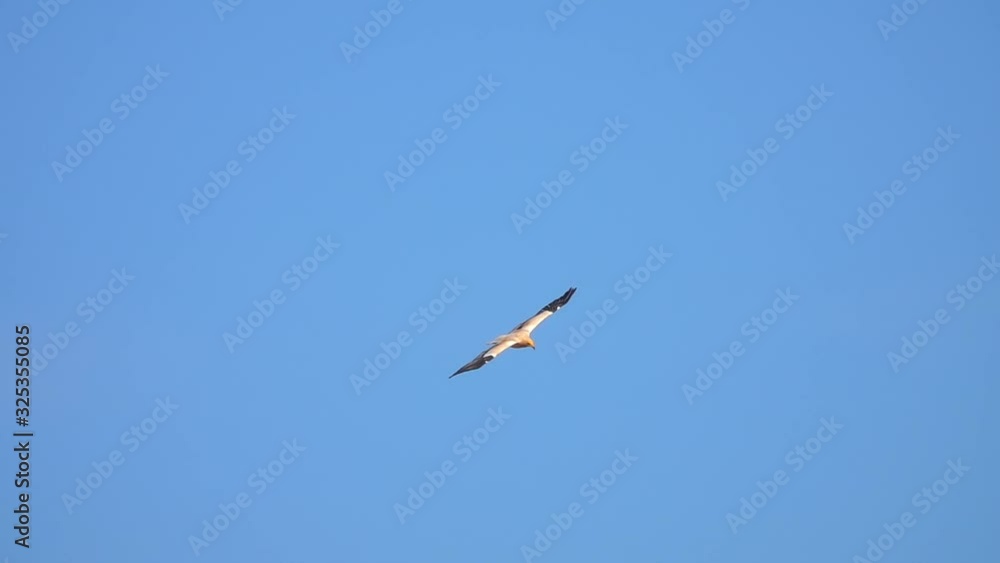 Egyptian Vulture Bird (Neophron percnopterus) in Flight against Clear Blue Sky Egyptian Vulture Bird (Neophron percnopterus) in Flight against Clear Blue Sky
