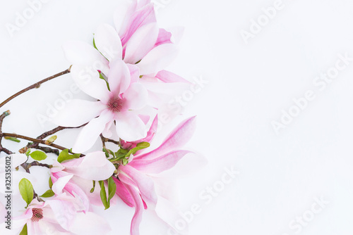 Fototapeta Naklejka Na Ścianę i Meble -  Beautiful twig with pink magnolia flowers isolated on white background. Space for text