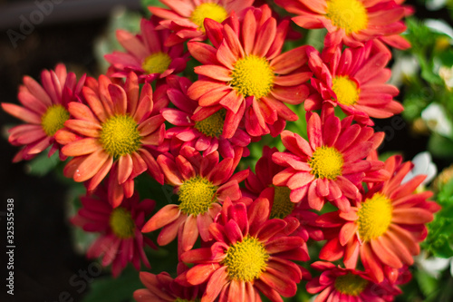 Bl  hende Chrysantheme Blumen im Blumenkasten