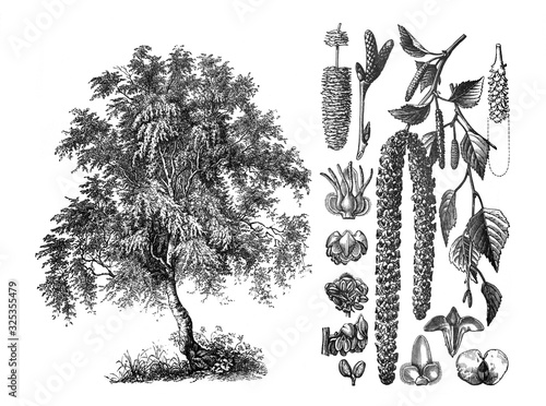 Schilderij op canvas Silver birch (Betula verrucosa) Engraved antique illustration from Brockhaus Kon