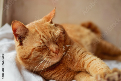 Red cat lies on a white blanket on the window. Beautiful ginger cat. © Anastasiia K.