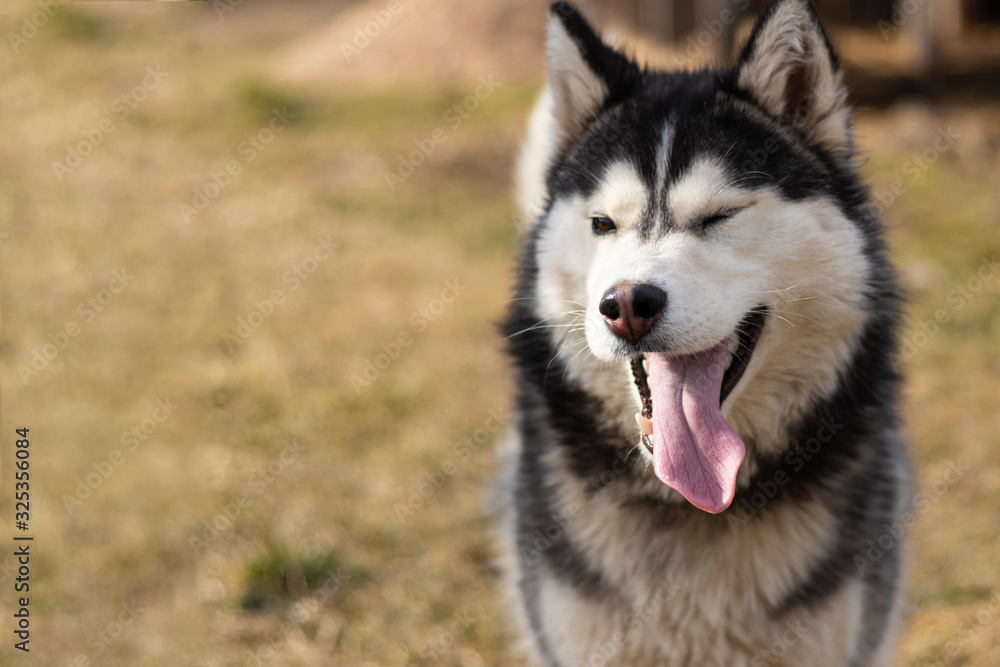 daylight. Husky dog. With multi-colored eyes. He wants to play. The mouth is open and the tongue is visible. There is a flare daylight. Husky dog. With multi-colored eyes. He wants to play. The mouth is open and the tongue is visible. There is a flare