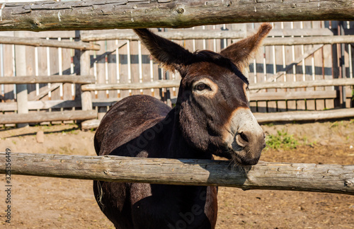 Slika na platnu barn or zoo: brown donkey stuck his head through the fence