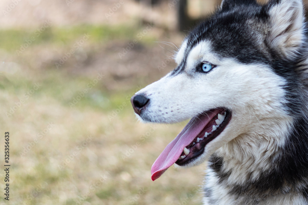 daylight. Husky dog. With multi-colored eyes. The mouth is open and the tongue is visible. There is a flare daylight. Husky dog. With multi-colored eyes. The mouth is open and the tongue is visible. There is a flare