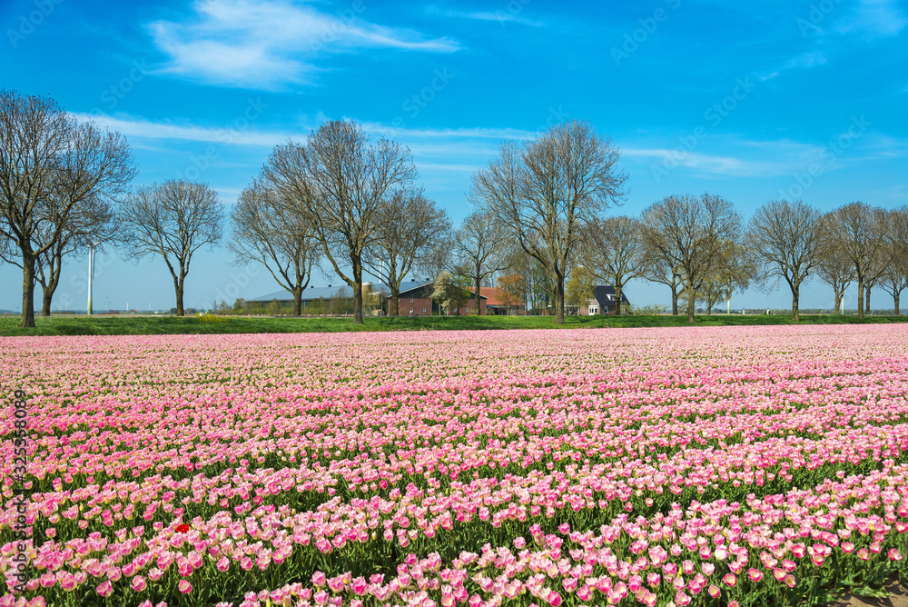 blooming tulip fields in the Netherlands in spring time