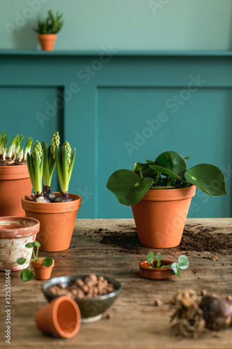 Stylish and botany composition of home garden interior filled a lot of plants and cacti in ceramics pots on the wooden table. Spring time, green blossom. Botany concept of home room. Template.