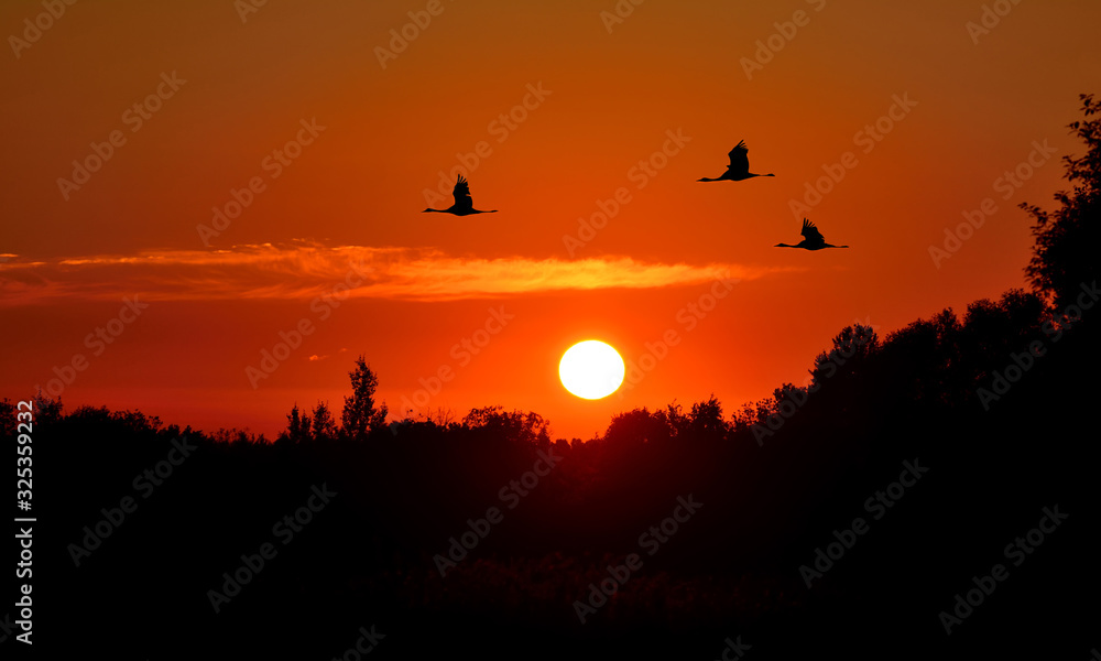 Silhouette of flying storks on sunset background