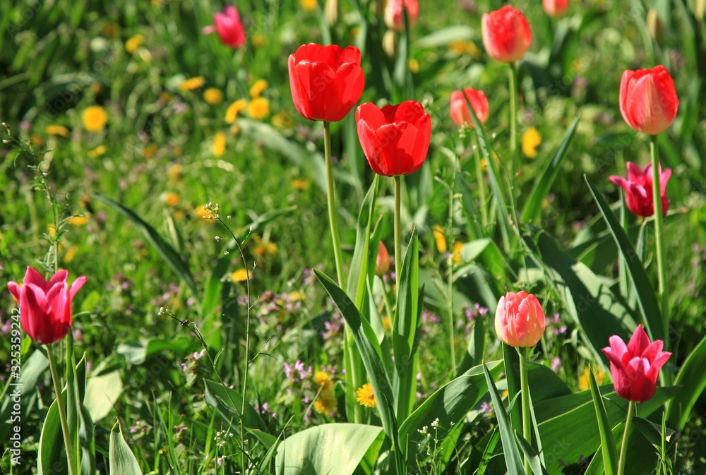 Fototapeta Colorful red tulips (Tulipa L) in blossom between the grass in city garden. Springtime and warm landscape with blooming flowers in the light of the sun. City park decoration. Bright colors of nature