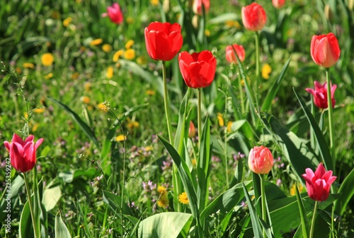 Colorful red tulips (Tulipa L) in blossom between the grass in city garden. Springtime and warm landscape with blooming flowers in the light of the sun. City park decoration. Bright colors of nature