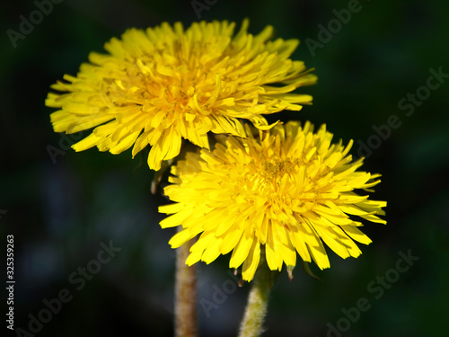 Two yellow dandelions on the deep green background close-up. Taraxacum or dandelion - perennial herbaceous plant of the Astrov family. The most common spring flowers  macrocosm