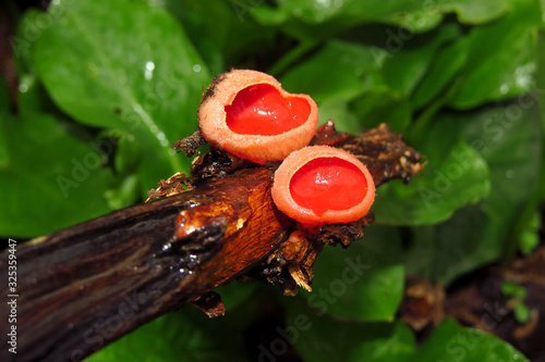 Red mushroom Scarlet elf cup (Sarcoscypha sp.) red fungi Sarcoscypha coccinea or scarlet elf cap, scarlet cup, fungus in family Sarcoscyphaceae, order Pezizales ex Helvella coccinea, saucer or cup sha photo