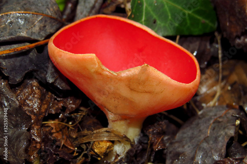 Red mushroom Scarlet elf cup (Sarcoscypha sp.) red fungi Sarcoscypha coccinea or scarlet elf cap, scarlet cup, fungus in family Sarcoscyphaceae, order Pezizales ex Helvella coccinea, saucer or cup sha