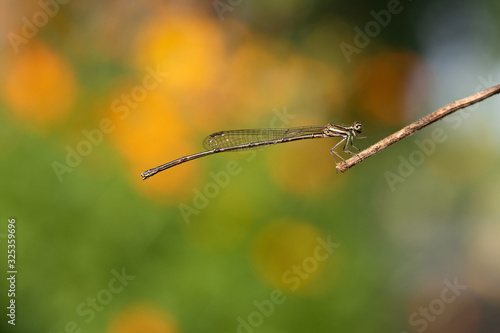 Dragonfly. Beautiful view of dragonfly. On an orange background in the forest