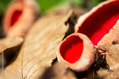 Red mushroom Scarlet elf cup (Sarcoscypha sp.) red fungi Sarcoscypha coccinea or scarlet elf cap, scarlet cup, fungus in family Sarcoscyphaceae, order Pezizales ex Helvella coccinea, saucer or cup sha photo