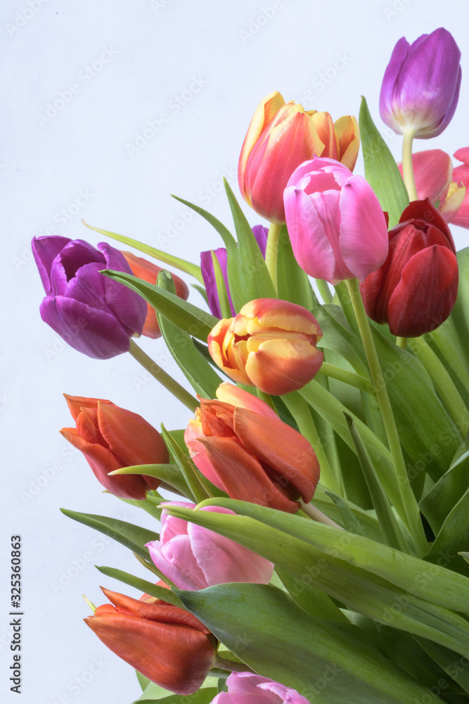Tulpenstrauß , bunt im Frühling Ausschnitt vor wießwm Hintergrund Tulpenstrauß , bunt im Frühling Ausschnitt vor wießwm Hintergrund